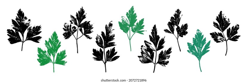 Parsley herb grunge set. Parsley, celery abstract herbal plant. Gardening, culinary and aromatherapy.