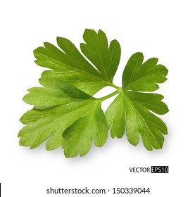 Parsley herb isolated on white background. Vector illustration.