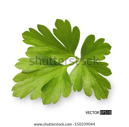 Parsley herb isolated on white background. Vector illustration.