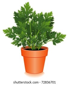 Parsley Herb, Italian Flat Leaf variety in clay flowerpot, best variety for cooking and garnishes. Classic ingredient of French cooking blends, Fines Herbes and Bouquet Garni. EPS8 compatible.