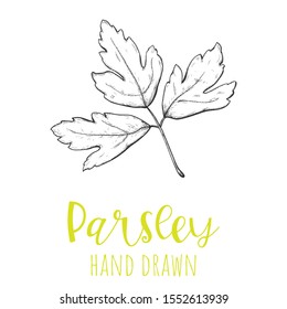 Parsley herb leaf hand drawn vector illustration, isolated sketched drawing.