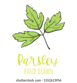 Parsley herb leaf hand drawn vector illustration, isolated sketched drawing.