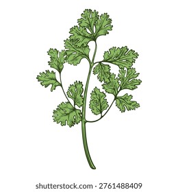 Parsley herb, spice greenery, colourful, hand-drawn illustration, line art contour, isolated