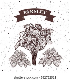 Parsley. Herb and spice label. Engraving illustrations for tags. Vector sketches of vegan food. Hand drawn plants.