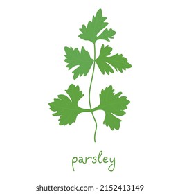 Parsley. Herbs for cooking. Vector drawing of parsley.