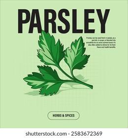 Parsley Herbs Premium Vector Clipart High-Quality Illustration for Cooking Branding and Packaging