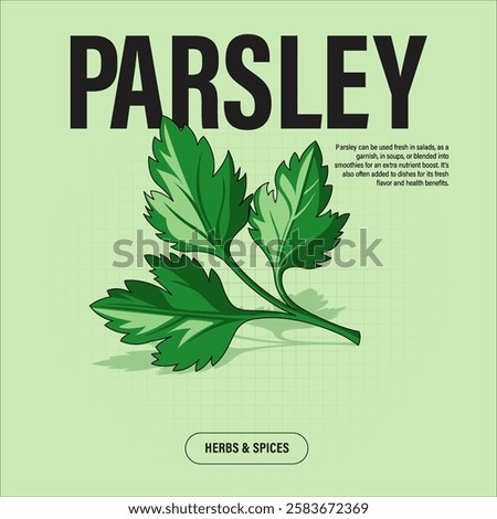 Parsley Herbs Premium Vector Clipart High-Quality Illustration for Cooking Branding and Packaging