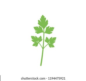 Parsley icon.  Flat parsley illustration on white background. Green parsley vector.  Fresh parsley.  Coriander icon. 