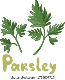 Parsley icon on white background. Sprig of parsley with bright green aromatic leaves. Natural ingredient for flavoring dishes. Vector illustration, flat vector icon. Nature organic vegetable parsley