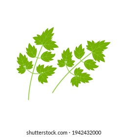 Parsley icon on white background. Vector illustration