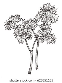 Parsley illustration, drawing, engraving, ink, line art, vector