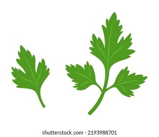 Parsley illustration in flat style isolated on white background. Fresh herbs and vegetables theme. 