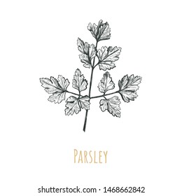 Parsley illustration. Parsley hand drawing