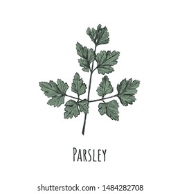 Parsley illustration. Parsley hand drawing