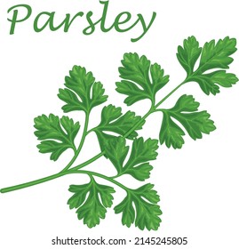 Parsley. Image of parsley sprigs. A spicy plant. A plant for spices. Vector illustration isolated on a white background