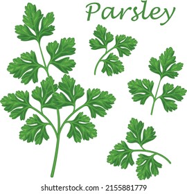 Parsley. Image of parsley sprigs. A spicy plant. A plant for spices. Vector illustration isolated on a white background