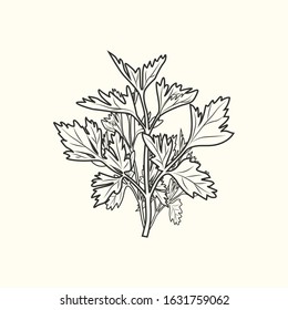Parsley ink sketch isolated. Monochrome food ingredient. Vintage hand drawn engraved style. Vector illustration