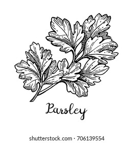 Parsley ink sketch. Isolated on white background. Hand drawn vector illustration. Retro style.