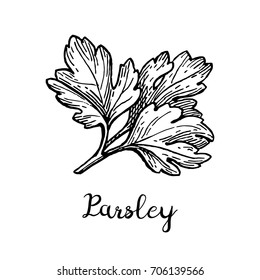 Parsley ink sketch. Isolated on white background. Hand drawn vector illustration. Retro style.