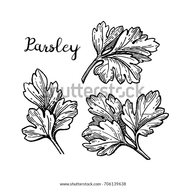 Parsley Ink Sketch Isolated On White Stock Vector (Royalty Free) 706139638