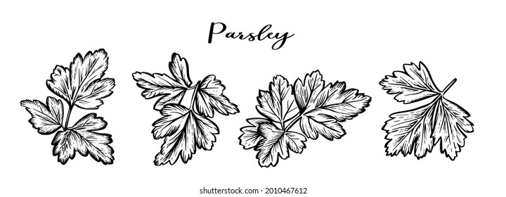 Parsley ink sketch. Parsley leaves isolated on white background. Hand drawn vector illustration. Engraving of parsley leaf.