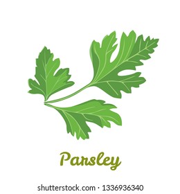 Parsley isolated on white background. Vector illustration of fragrant herbs in cartoon simple flat style.