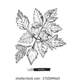 Parsley isolated on white background. Vector sketches hand drawn illustration background. Flyer, booklet advertising and design. Line art style.