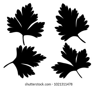 Parsley isolated on white black silhouettes illustration design element in culinary cooking ingredient package decoration, sticker label.