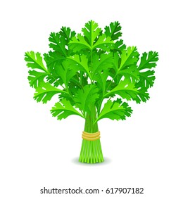 Parsley isolated on white photo-realistic vector illustration