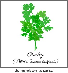 Parsley isolated on white top view