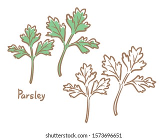 Parsley isolated on white. Vector illustration.	