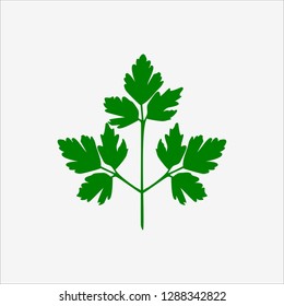 Parsley isolated. Vector illustration.