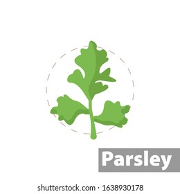 Parsley, Italian Flat Leaf color icon. isolated vector illustration