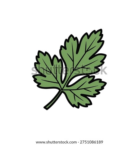 Parsley Leaf Closeup Flat Botanical Illustration for Culinary, Organic Fresh Herbs