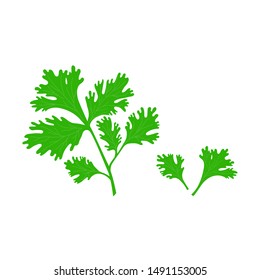 Parsley leaf in flat style isolated illustration on white background. Green fresh parsley vector.