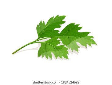 Parsley Leaf. Greens for food, isolated on white background. Eps10 vector illustration.