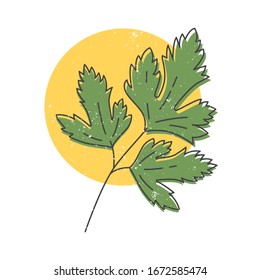 Parsley leaf hand drawn icon, Parsley herb colorful vector illustration for printing