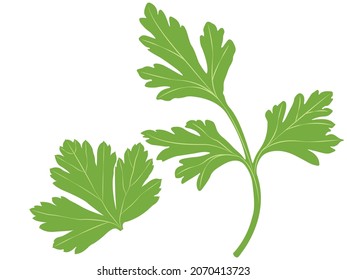 Parsley leaf herb green vector illustration