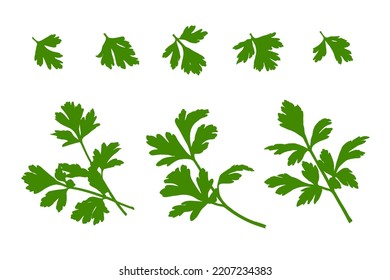 Parsley leaf icon set. Cilantro leaves, raw garden parsley twig, chervil or corriender leaf icons vector illustration