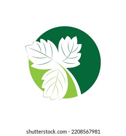 Parsley leaf icon template vector