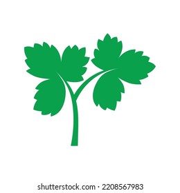 Parsley leaf icon template vector