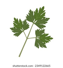Parsley leaf isolated on white background. Petroselinum crispum.