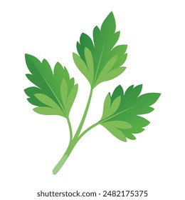 Parsley leaf isolated on white