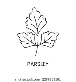 Parsley leaf line icon in vector, greenery illustration.