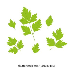 Parsley leaf set. Green parsley leaves. Vector illustration of a plant on a white background. EPS 10