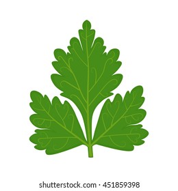Parsley leaf vector illustration isolated on a white background