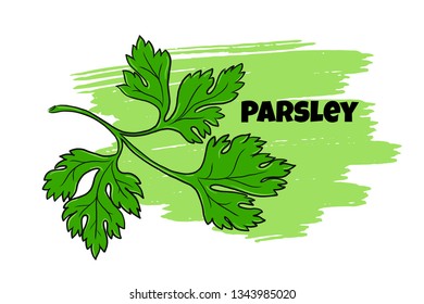 Parsley leaf vector outline illustration. Vegetable food concept. For poster, banner, logo, icon, sticker, menu design, restaurants, cafe, receipt book, farm product, parsley dressing. Sketch isolated