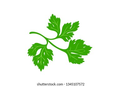 Parsley leaf vector outline illustration. Vegetable food concept. For poster, banner, logo, icon, sticker, menu design, restaurants, cafe, receipt book, farm product, parsley dressing. Sketch isolated