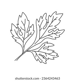 Parsley leaves black doodle line sketch isolated on white background. Doodle hand drawn vegetable icons. Vector illustration