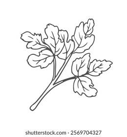 Parsley leaves black doodle line sketch isolated on white background. Doodle hand drawn vegetable icons.